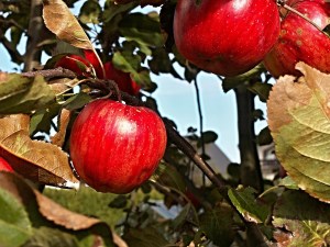 apple-tree-184373_1280