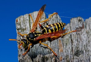 wasp-564609_1280