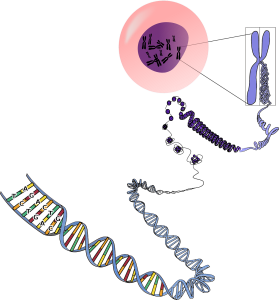 genetics-156404_1280