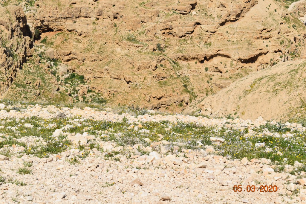 Wadi Qelt