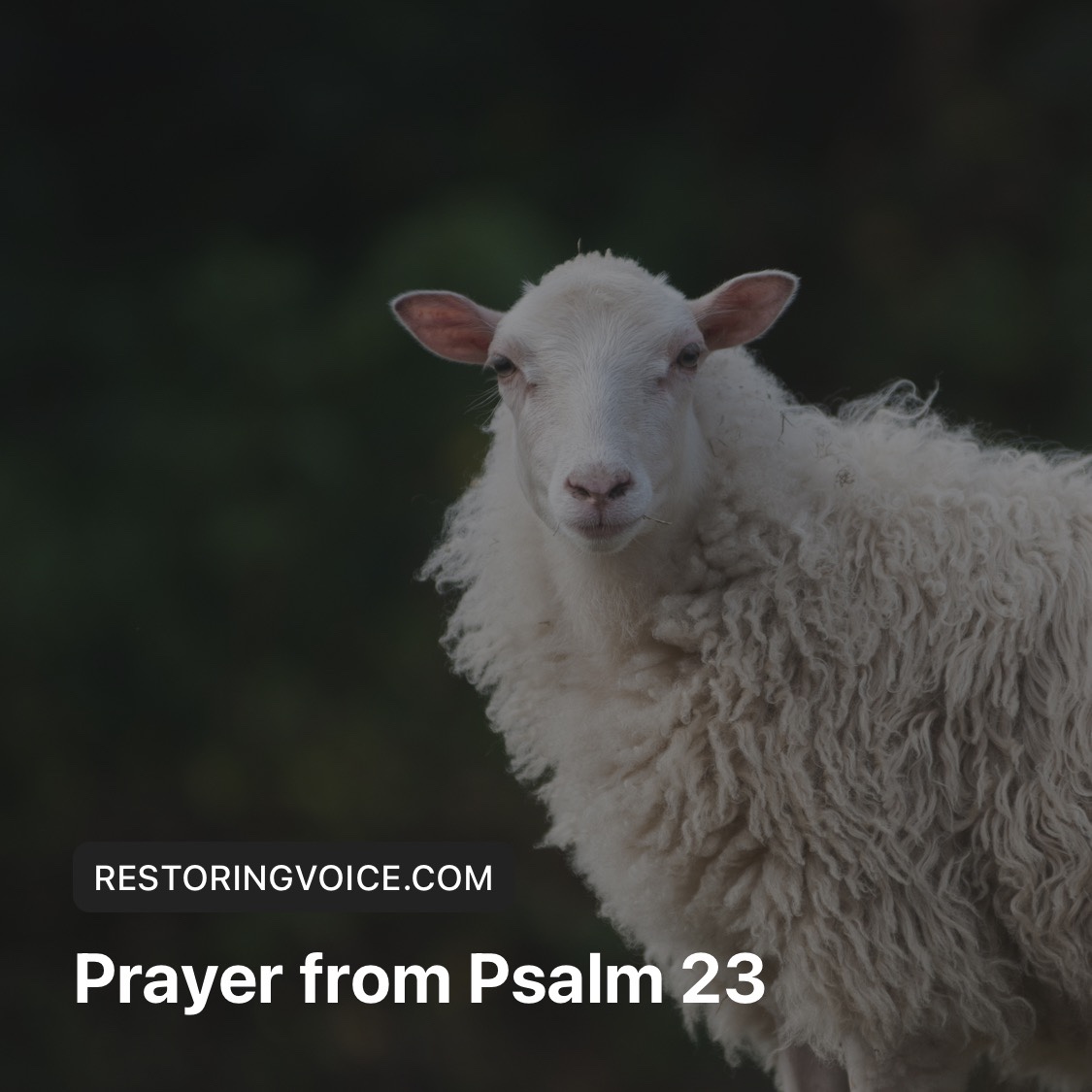 Psalm 23 Prayer – Restoring Voice